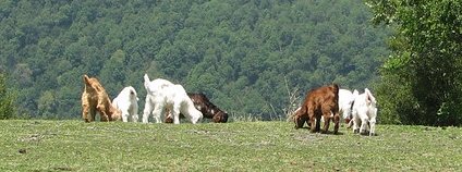 Kozy v chilských horách Foto: MarwinMarwin Flickr