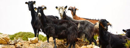 Kozy na Krétě Foto: Rev Stan Flickr