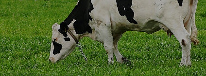 Zemědělství je ve Velké Británii významným zdrojem emisí metanu, má na svědomí až 41 % emisí. Foto: Malene Thyssen  / Wikimedia Commons