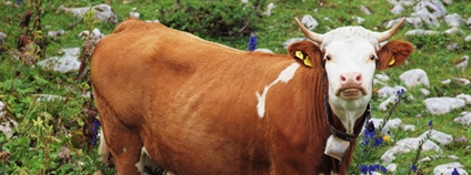 Kráva se zvoncem Foto: HermannFalkner/sokol Flickr