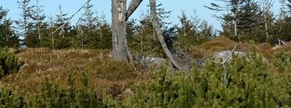 Krkonošská tundra Foto: Keana Wikimeda Commons