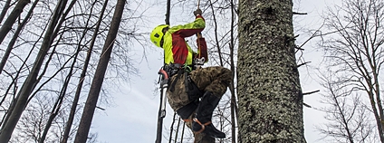 Zachrána genofondu krkonošských jedlí Foto: Kamila Antošová Správa KRNAP