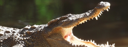 Krokodýl siamský Foto: Shutterstock