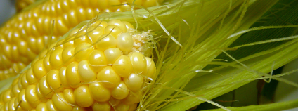GMO kukuřice Foto: meandar Shutterstock