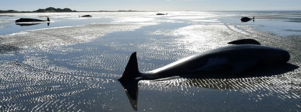 velryba na pláži Foto: angieandsteve Flickr