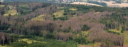 Foto: Výzkumný ústav lesního hospodářství a myslivosti Foto: Výzkumný ústav lesního hospodářství a myslivosti
