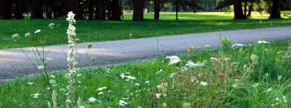 Květnatý pás ve Stromovce v Českých Budějovicích Foto: Calla – Sdružení pro záchranu prostředí
