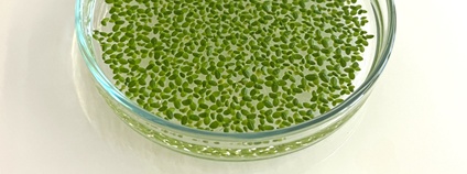 Okřehek Foto: Mendelova univerzita v Brně