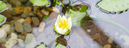 Leknín trpasličí Foto: D. Kubala Zoo Ostrava