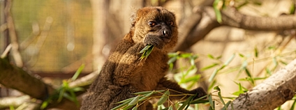 Foto: E. Gombala Zoo Ostrava
