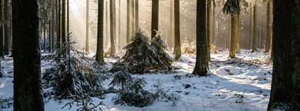 Les pod sněhem Foto: Babette Landmesser Unsplash