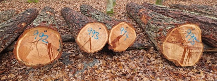 Dražba cenného dříví. Foto: Lesy ČR