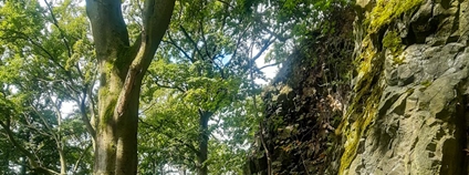 Lesy ČR - ostrůvek obnovy přírody Foto: Lesy ČR
