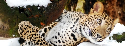 Zoo v zimě Foto: Pavel Vlček Zoo Ostrava