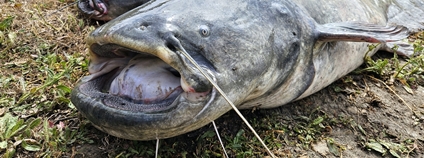 LIFE Predator - Sumec velký Foto: Martin Čech