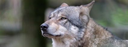 vlk obecný Foto: Musicaline Wikimedia Commons