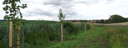Výsadba u Lovčického potoka. Foto: Lesy ČR