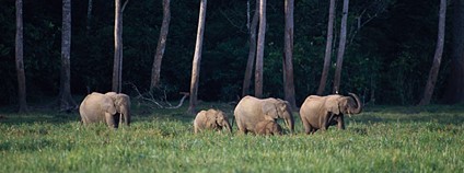 Slon pralesní Foto: Roger Le Guen Flickr