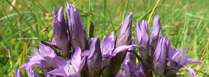 Hořeček mnohotvarý Foto: Luděk Čech AOPK ČR