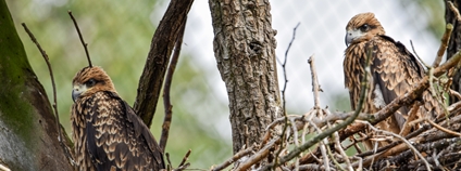 Luňáci hnědí odchovaní brněnskou zoo. Foto: Zoo Brno