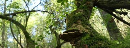 Lužní les V Lyngu Foto: ČSOP