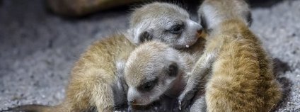 Malé surikaty v pražské zoo Foto: Petr Hamerník Zoo Praha Malé surikaty v pražské zoo Foto: Petr Hamerník Zoo Praha