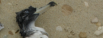Mrtvý pták na maltském pobřeží. Foto: Radomír Dohnal/Ekolist.cz