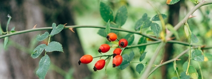 Šípek Foto: Markus Winkler Unsplash