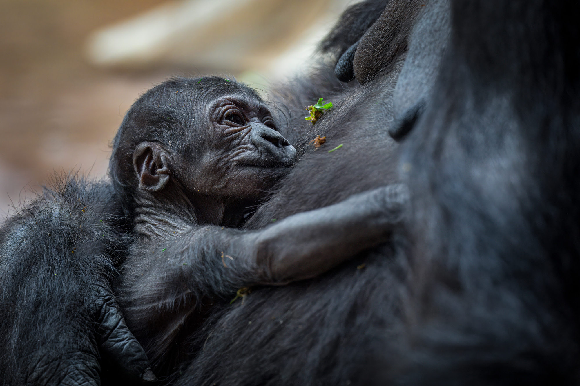Jméno nově narozeného gorilího mláděte v Zoo Praha vybere bioložka Goodallová