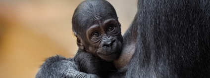 Nejmladším „velvyslancem divoké přírody“ je v Zoo Praha gorilí samička Gaia, kterou v sobotu pokřtila slavná primatoložka a ochránkyně přírody Jane Goodall. 