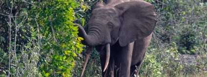 Slon pralesní v gabonském národním parku Pongara. 