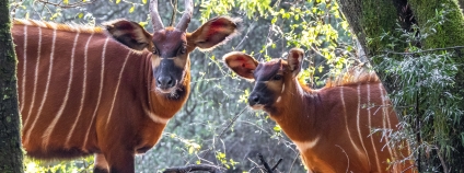 Samice bonga horského s mládětem v oboře spravované Mount Kenya Wildlife Conservancy. 
