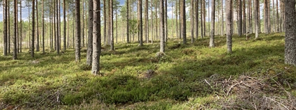 Skandinávský les Foto: Mikrobiologický ústav AV ČR Skandinávský les Foto: Mikrobiologický ústav AV ČR
