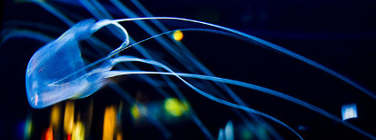 Medúza čtyřhranka Foto: Alexandra Roberts Flickr