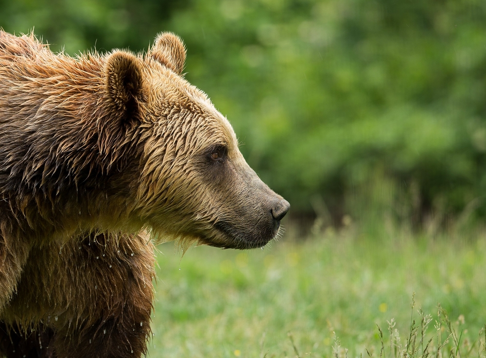 Dopo l’omicidio del corridore, le autorità italiane e gli ambientalisti hanno discusso del destino futuro dell’orso