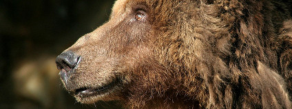 Medvěd hnědý. Foto: M Kuhn/Flickr.com
