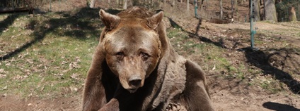 Medvěd Pišta v plzeňské zoo Foto: FB Zoo Plzeň Medvěd Pišta v plzeňské zoo Foto: FB Zoo Plzeň