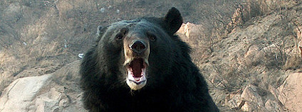 Medvěd ušatý Foto: Tine Steiss Flickr.com