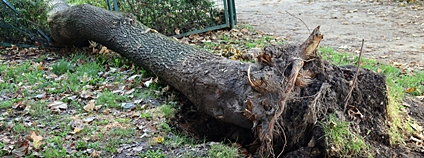 Dopady extrémních meteorologických jevů ve městech Foto: Mendelova univerzita v Brně