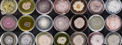 Mikroskopické houby izolované z kořenů rostlin v přírodě a kultivované na miskách v laboratoři. Foto. Zuzana Antalová Ústav experimentální botaniky AV ČR 4