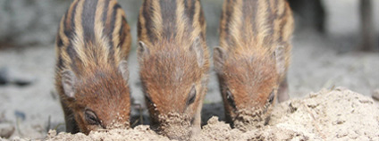 Foto: Pavel Vlček / ZOO Ostrava Foto: Pavel Vlček / ZOO Ostrava