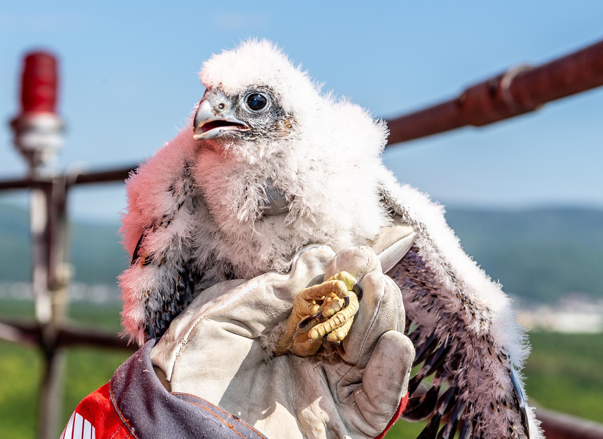 Acht Falkenbabys flogen aus den Nestern in den Schornsteinen von Litvínov und Kralupy