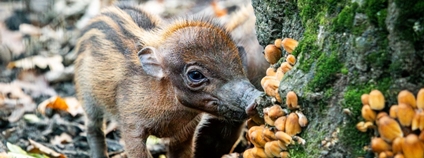 V ostravské zoo se narodila kriticky ohrožená prasata visajánská Foto: M. Vlčková Zoo Ostrava