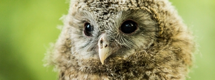 Sedmero mláďat puštíků bělavých Foto: M. Vlčková Zoo Ostrava