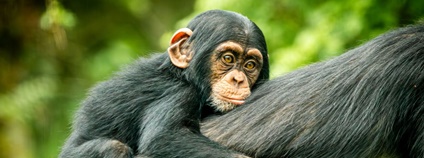 Mládě šimpanze hornoguinejského Foto: Monika Vlčková Zoo Ostrava
