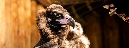 Mladý sup hnědý. Foto: M. Vlčková Zoo Ostrava