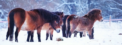 Divocí koně na Mnišských loukách Foto: Ludmila Korešová ČSO