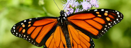 Monarcha stěhovavý Foto: Texas Eagle Flickr.com