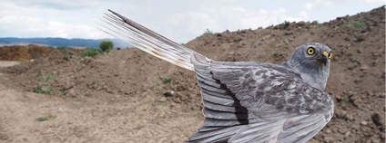 Moták lužní Foto: TYTO, z.s.