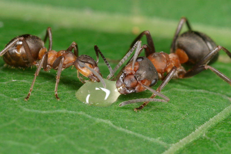 Výsledek obrázku pro mravenci